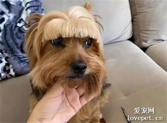 以为给狗剪毛很简单，网友自信满满动手，结果剪完狗子都傻掉了！