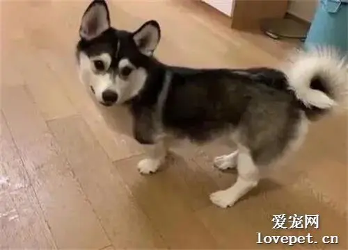 哈士奇奋力拆家被主人拍下，它一回眸网友笑哭：你哪位！