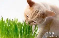 猫咪几个月可以吃猫草？