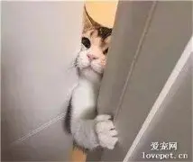 猫咪为什么喜欢守厕所