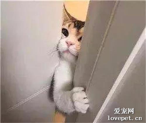 猫咪为什么喜欢守厕所