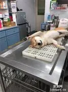 柴犬被结扎后，醒来第一眼开始记恨医生：这辈子都不想再看到你！