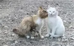 看着这两只猫甜甜蜜蜜，我流下了柠檬味的眼泪…
