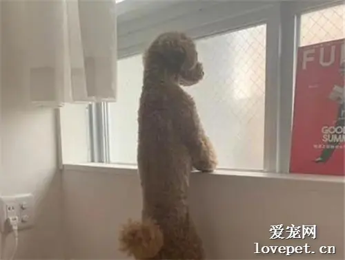 主人表示，家里的狗子越来越人了，直到看见这一幕我信了！