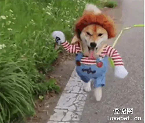 柴犬拿着刀追过来了，就问你怕不怕