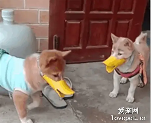 这俩狗天天打架，这下好了，懵圈了！