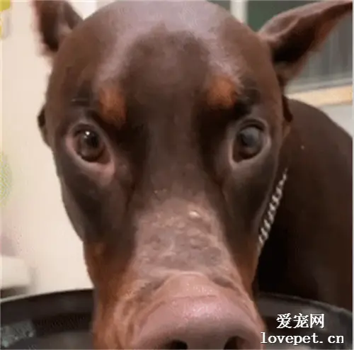 网友家的狗子，喝水的时候特别像一只猪，看完我就信了！