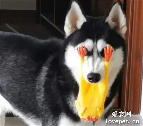 网友回家发现二哈眼睛有点奇怪，走近一看……笑到肚子疼哈哈哈哈哈！