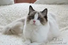 猫什么情况打缩宫针?