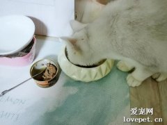 猫罐头一次喂多少合适?
