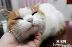 猫咪打呼噜是怎么回事 猫咪打呼噜是原因