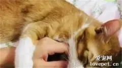 猫都喜欢摸它哪里？
