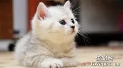 猫癣症状有哪些? 猫癣症状如何辨别?