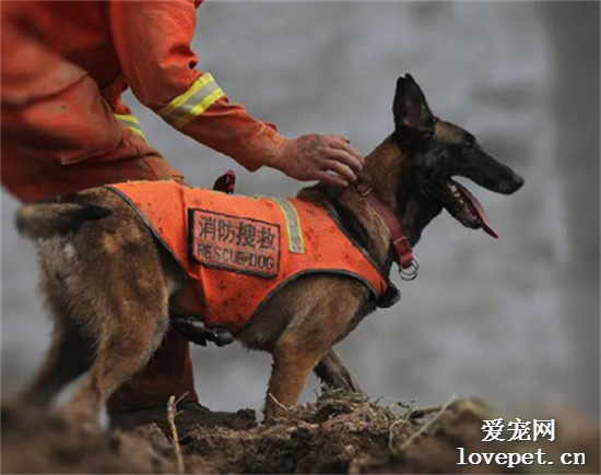 饭店坍塌29人遇难！8只搜救犬紧急赶往现场，英雄再次踏上征程！
