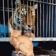 橘猫遇见老虎，老虎：我小时候这么萌？橘猫：我长大这么猛？