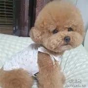主人给小贵宾买了一个狗窝，狗砸趴上去后…这买家秀我给100分！