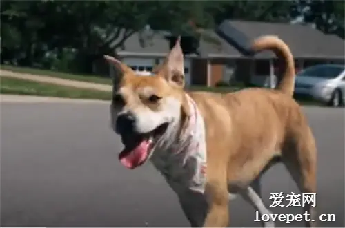 一场胡萝卜引发的血案，呆萌狗狗变成恶人，脑洞太大啦~