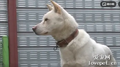 狗狗失踪后整日等待主人，拒绝所有人的收养，最终等到了主人