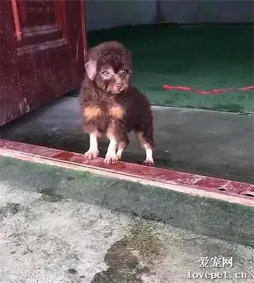 男子家养了一条狗，谁看了都一脸问号：这货的亲爹是谁啊？