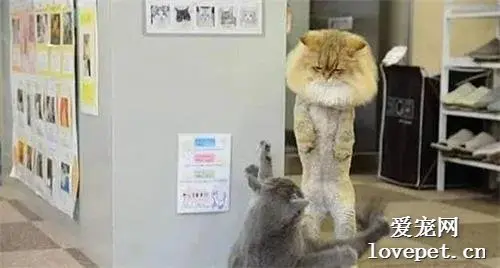 橘猫总是爱打架，以为剪了毛发能收敛点，再去看时：还是太年轻了