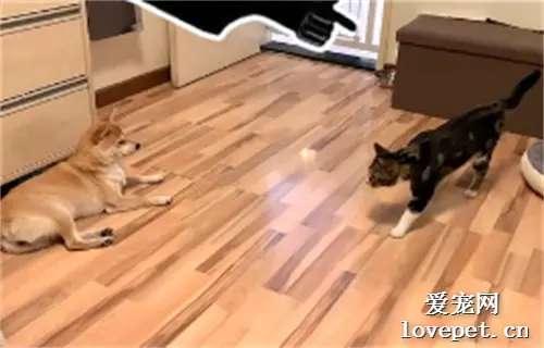 猫狗大战一触即发！我已经坐好小板凳在前排嗑瓜子了