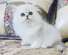 如何给金吉拉猫做美容？