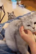 嫉妒让小猫咪变得面目全非...