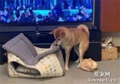 主人给柴犬买了一个新的窝 结果它的举动，让人忍不住想笑出声！