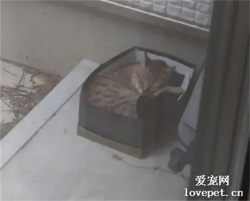 网友经常听到窗外有流浪猫的叫声，于是在外面放了个纸箱后，结果...