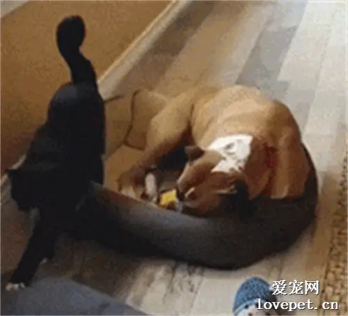 猫咪蹑手蹑脚从狗子的怀中走出来，然后...好心塞
