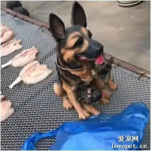 狗狗帮主人守着小鱼干，一直保持一个姿势，邻居走近一看笑翻了