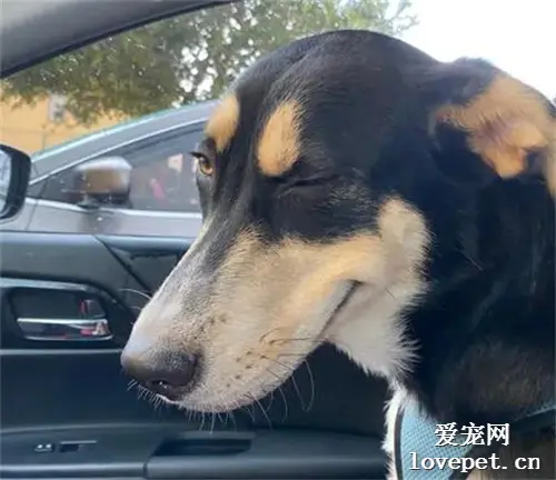 想给狗狗拍张照片，没想到却被它撩到了，这技术可以啊！