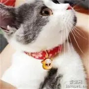 猫驱虫项圈会毒死猫吗？