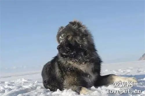 十大专属于男人的猛犬，其中一种被称为男人的保护神！