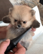 网友给小博美梳毛，狗子这严肃的小表情，让他都忍不住想笑！