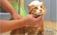 猫咪多大能洗澡?