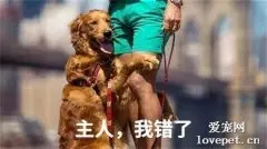 狗狗认错的五种表现，你家狗子是不是也是这样的？