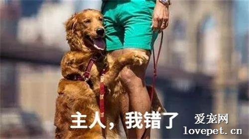 狗狗认错的五种表现，你家狗子是不是也是这样的？