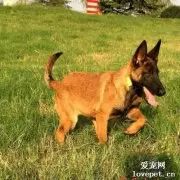 马犬毛色变化规律