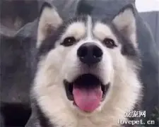 哈士奇和橘猫一起生活，结果它们相互影响后就有了这一幕，笑喷了！