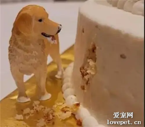 网友的婚礼蛋糕太有创意，让人一看就知道，他们肯定超爱狗狗！