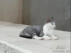 路遇一只超凡脱俗的流浪猫，发型很重要！