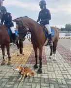 狗子跟马合照刚开始以为是假的，结果一抬头吓得腿都软了：快抱我起来！