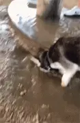 带着二哈在路边躲雨，可雨停了主人也崩溃了：这狗还能要吗？