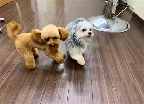 养了一只不喜欢狗的狗子，是什么体验？
