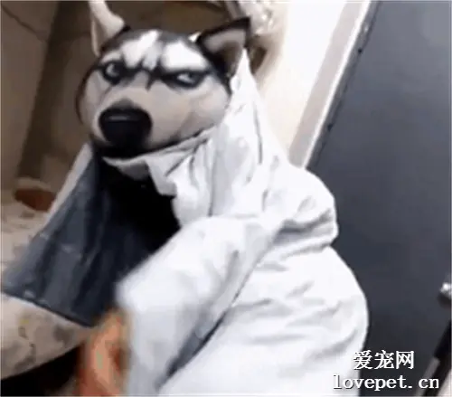 男子在宿舍cosplay哈士奇，二哈的脸彻底被丢尽，辣眼睛