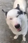 丑哈配美哈，结果生下来的孩子变成了……