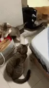 阿柴笑眯眯的围观猫咪打架，下一秒它怀疑汪生，欺负老实狗
