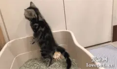 家养小猫咪竟然站着上厕所，网友：比老公还爱干净