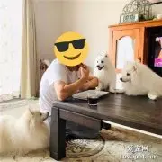男子吃东西家里几只狗子马上围过来，可一吃完东西这差距，笑喷了！